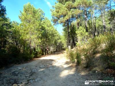 Jarosa - Agua y Bosque Plateado; excursiones y senderismo;actividades senderismo madrid